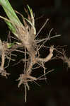 Beaked panicgrass